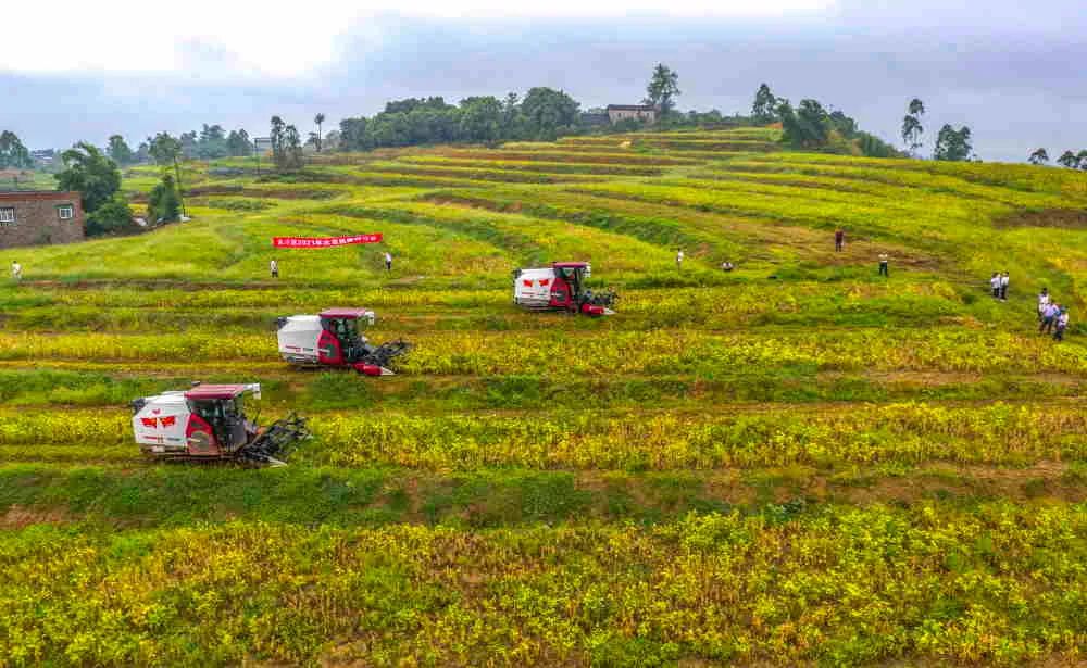 重庆市人民政府关于印发重庆市推进农业农村现代化“十四五”规划(2021—2025年)的通知【图片解读】 重庆市人民政府关于印发重庆市推进农业农村现代化“十四五”规划(2021—2025年)的通知【图片解读】