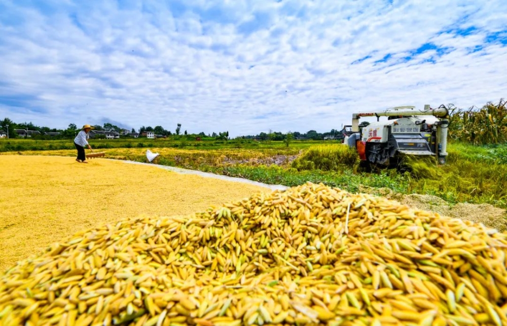 重庆市人民政府关于印发重庆市推进农业农村现代化“十四五”规划(2021—2025年)的通知【图片解读】 重庆市人民政府关于印发重庆市推进农业农村现代化“十四五”规划(2021—2025年)的通知【图片解读】